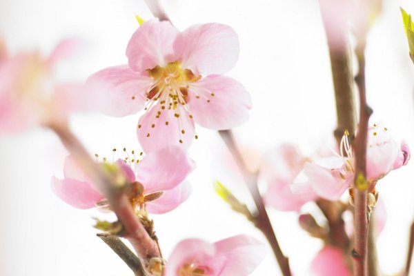 цветущая ветка