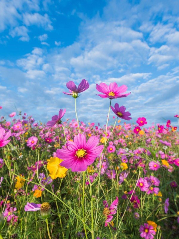 космея поле