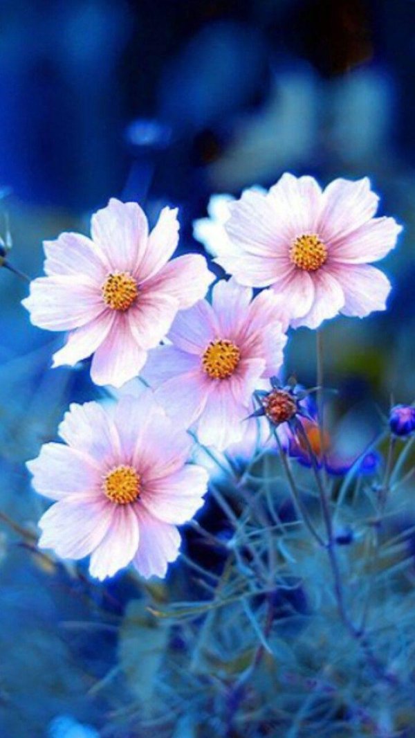 cosmos flower