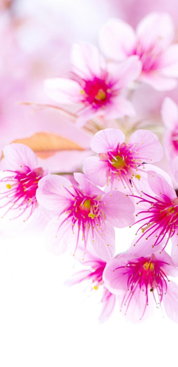 цветки вишни