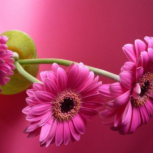 розовая гербера