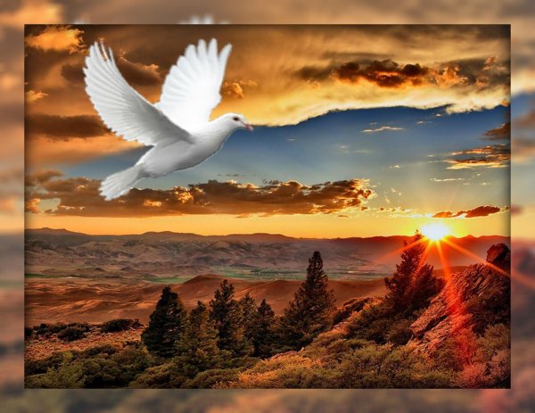 белая голубь