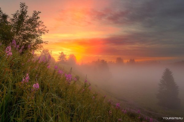 поле иван чая