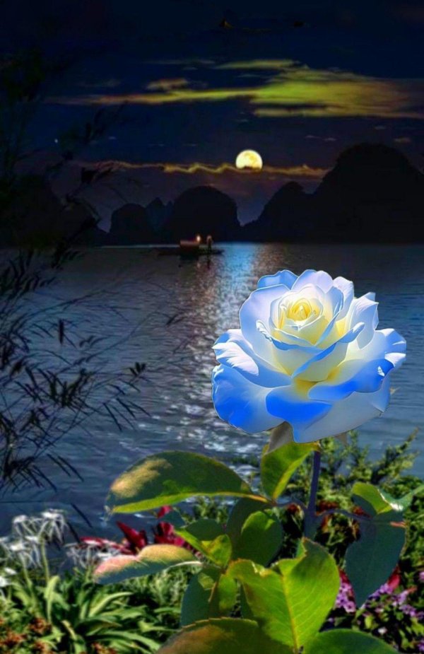 лунные цветы