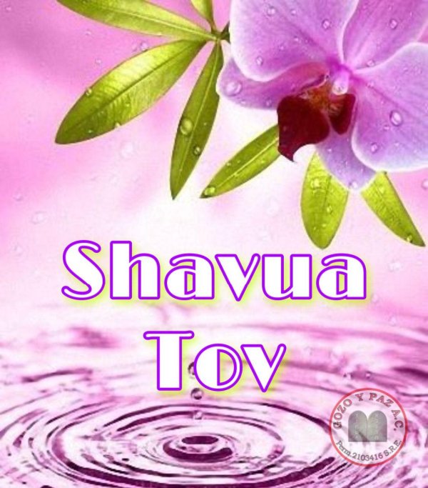 фиолетовая орхидея