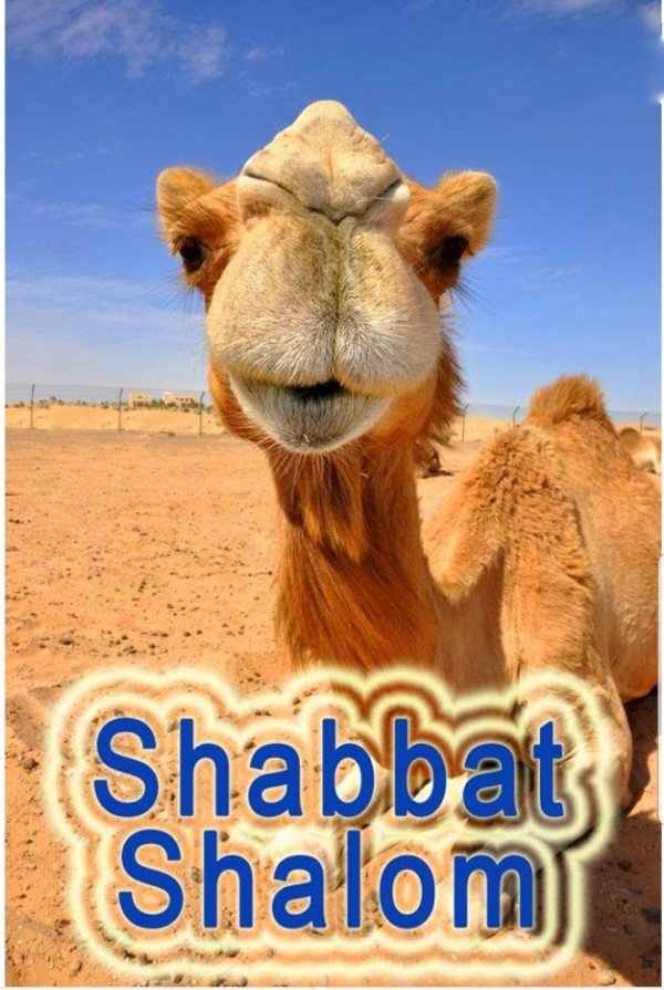 верблюд смешной