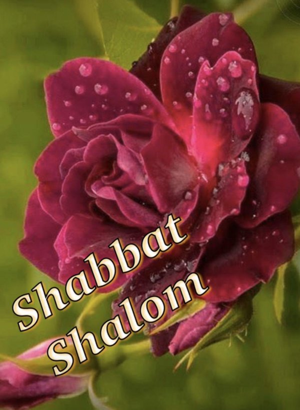 прекрасные цветы