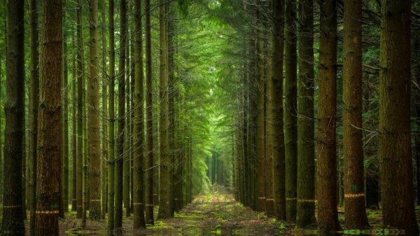 красивые леса