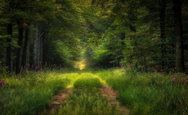 лесная дорога