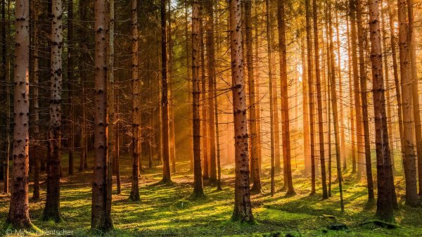 сосновый бор и еловый бор