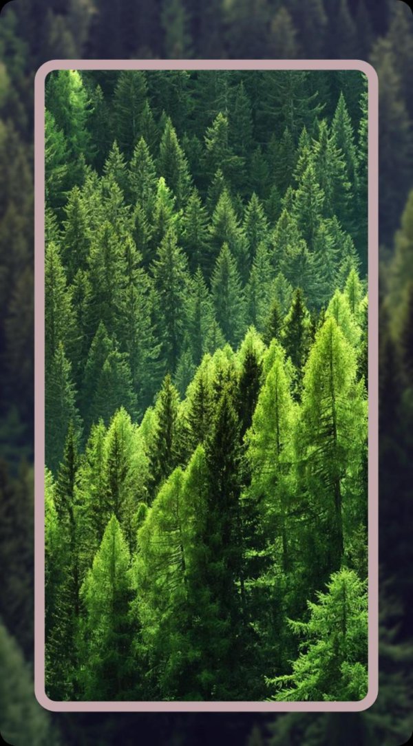 еловые леса