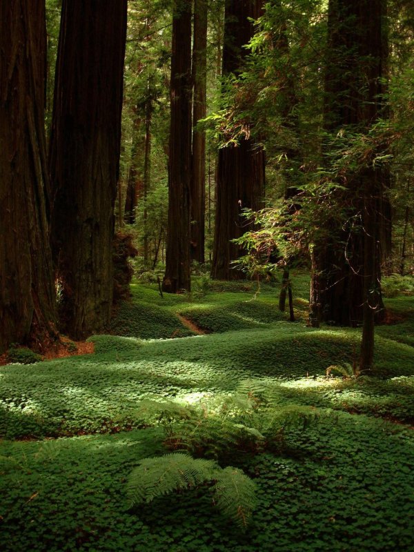 redwood forest