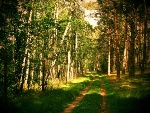 берёзовая роща сосновый бор