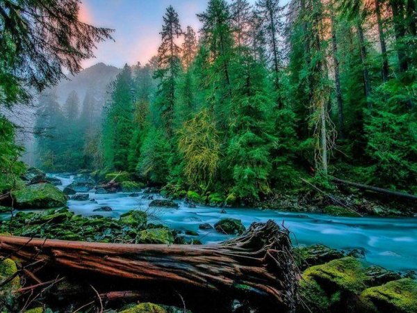 тайга хвойные леса реки сыктывкар