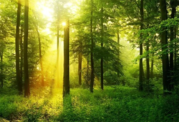 природа леса