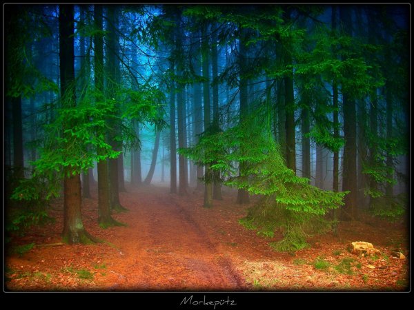 самые красивые леса