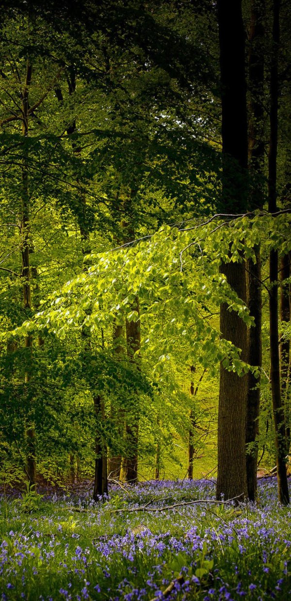 красивая поляна в лесу