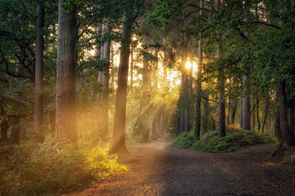 середневский лес