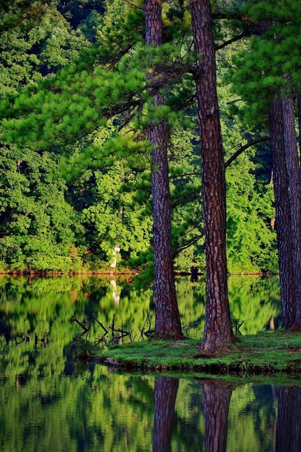 лес с озером