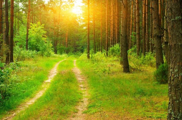 лесная дорога