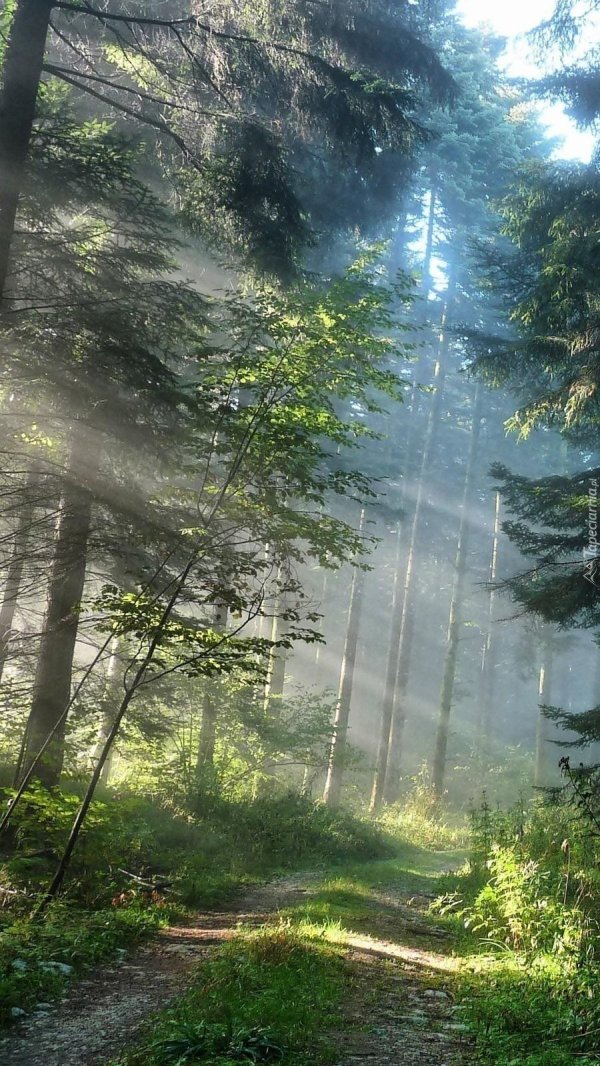 летом в лесу