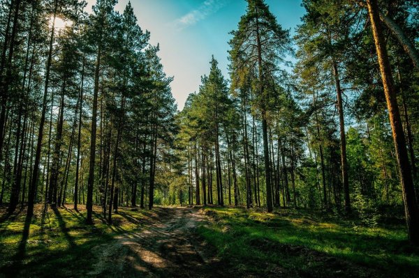 национальный парк бузулукский бор самарская область