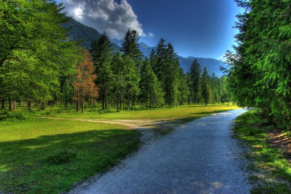 красивые лесные пейзажи