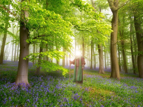 полянка в лесу