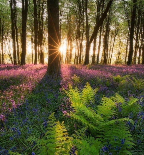 рассвет в лесу