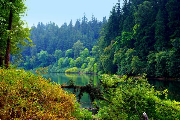 красивые лесные пейзажи