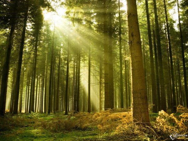 сосновые леса