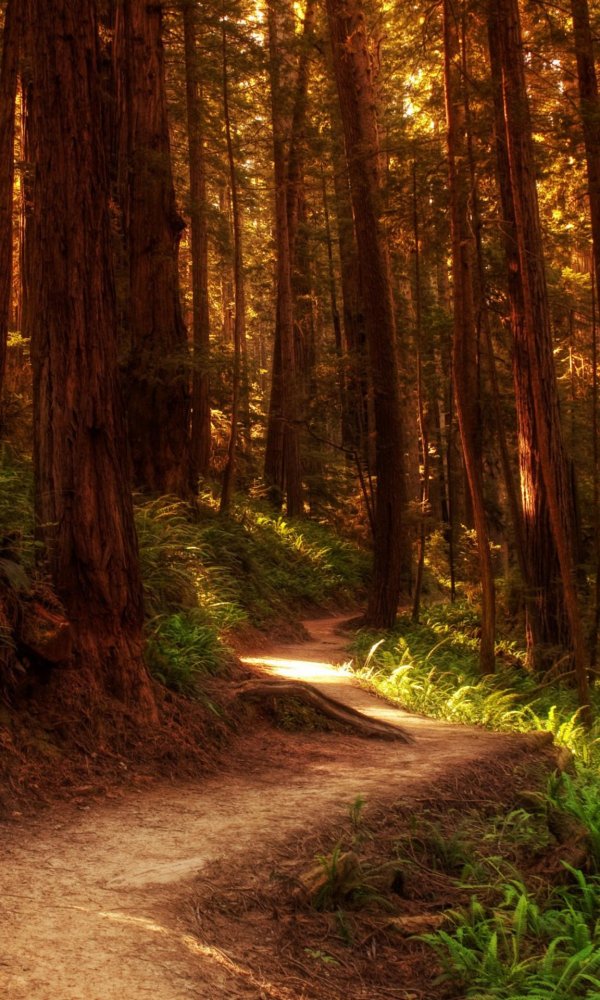 redwood forest
