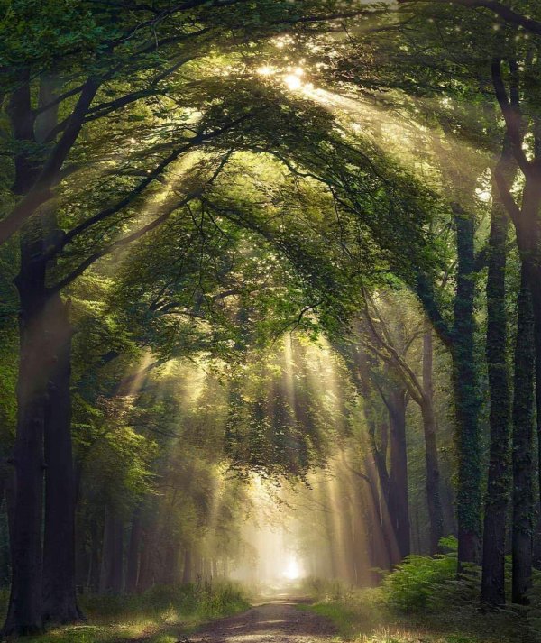 красивые лесные пейзажи