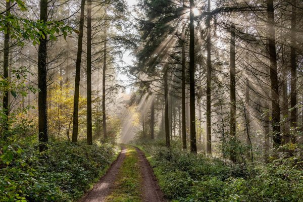 пейзаж леса