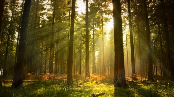 красивые леса