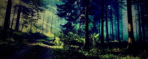 прекрасный лес