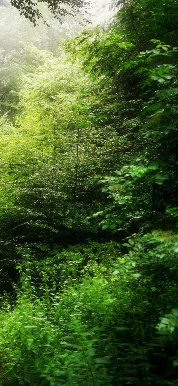 лесная тропа