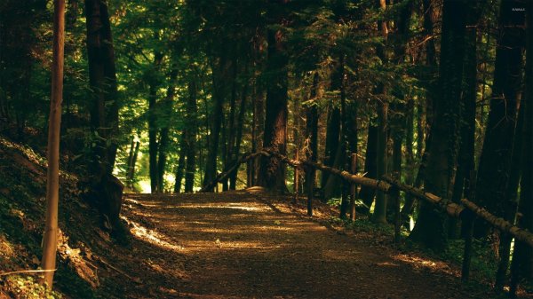 шварцвальд тропа