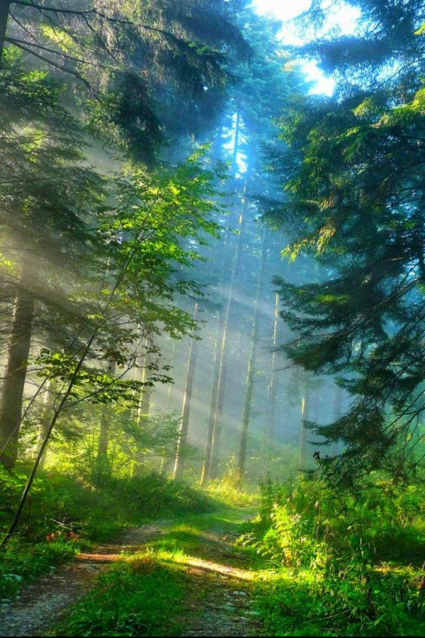 лес для фона