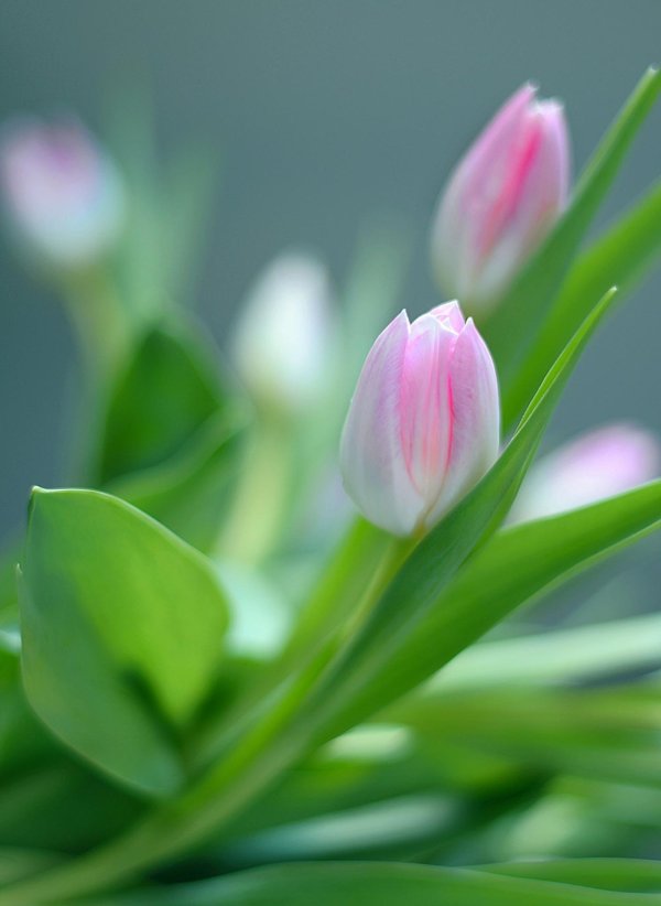 весенние цветы