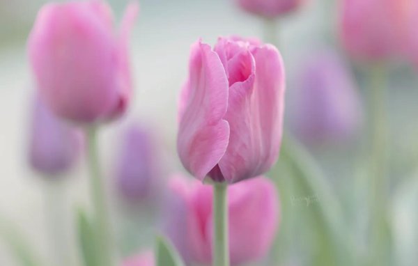 тюльпан пинк спринг