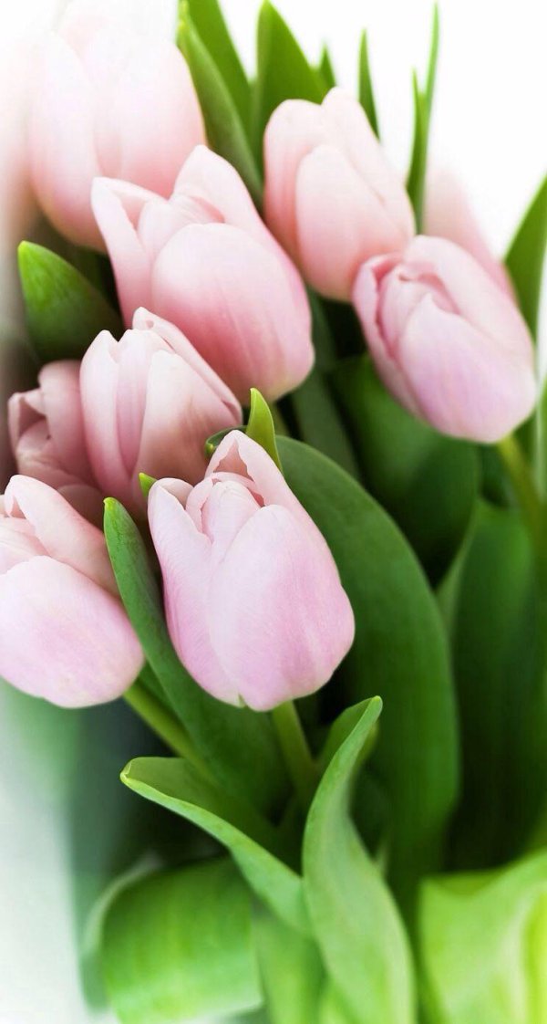 букет розовых тюльпанов