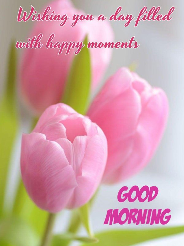 доброе утро с розовыми тюльпанами