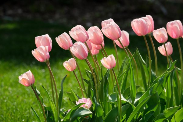 тюльпан дарвинов гибрид