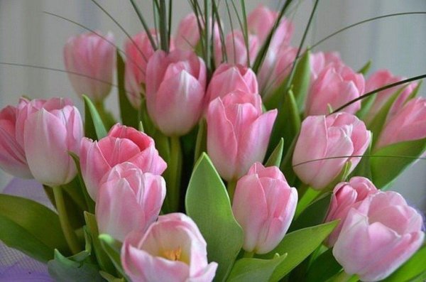 красивые открытки с тюльпанами
