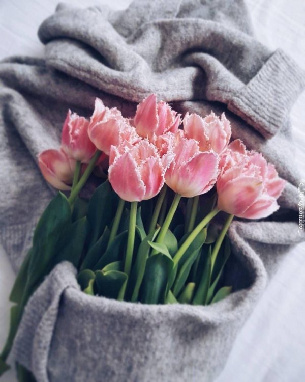 букет тюльпанов пинтерест