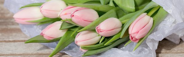 розово белые тюльпаны