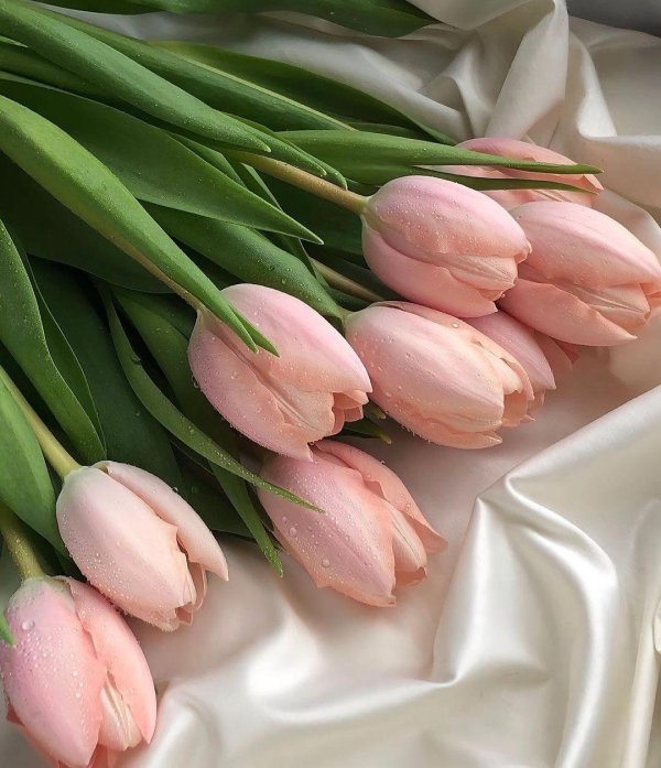 тюльпаны художественное