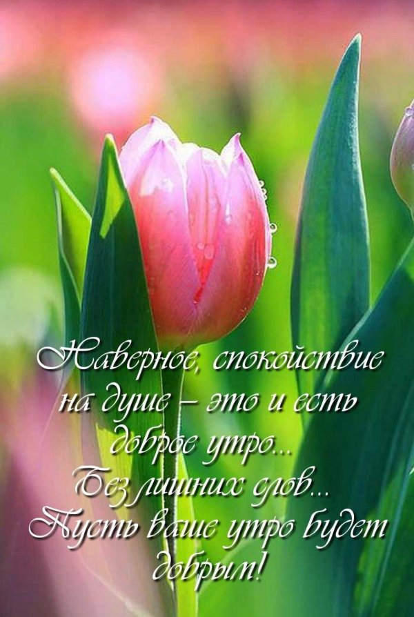доброе утро с тюльпанами