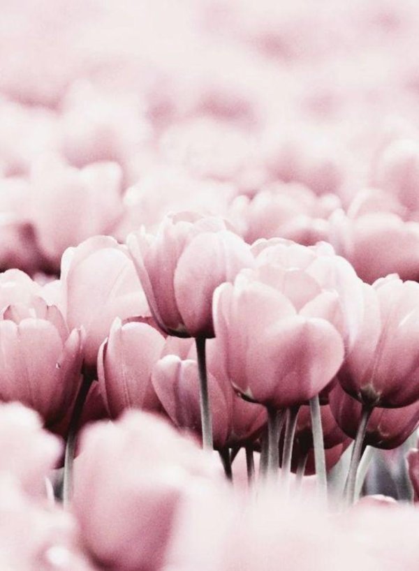 тюльпан пинк импрешн